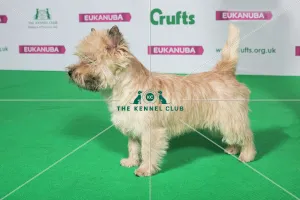 Best of Breed Winner CAIRN TERRIER