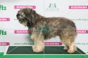 Crufts 2019 - Best of Breed / Pastoral