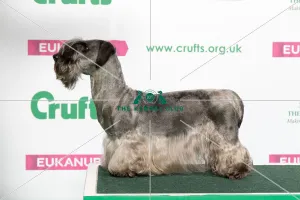 Best of Breed Winner CESKY TERRIER