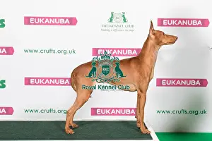 Hound Prints: Best of Breed Winner CIRNECO DELL ETNA