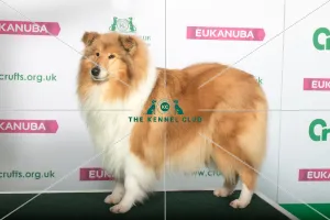 Crufts 2019 - Best of Breed / Pastoral
