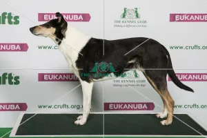 Best of Breed Winner COLLIE (SMOOTH)