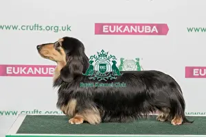 Best of Breed Winner DACHSHUND (MINIATURE LONG HAIRED)