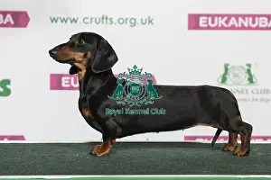 Hound Prints: Best of Breed Winner Dachshund (Miniature Smooth Haired)