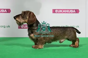 Best of Breed Winner DACHSHUND (MINIATURE WIRE HAIRED)