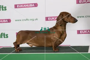 Best of Breed Winner DACHSHUND (SMOOTH HAIRED)