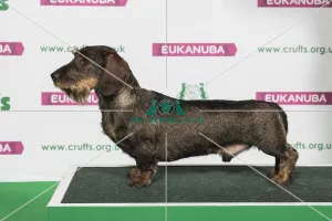 Best of Breed Winner DACHSHUND (WIRE HAIRED)