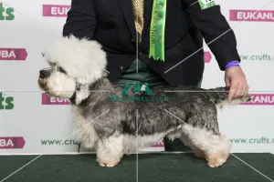 Best of Breed Winner DANDIE DINMONT TERRIER