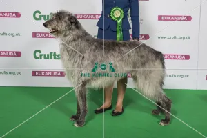 Best of Breed Winner DEERHOUND