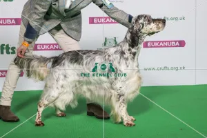 Best of Breed Winner ENGLISH SETTER