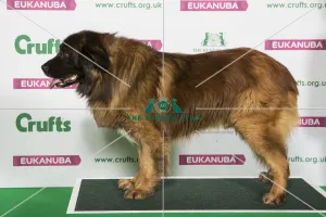 Best of Breed Winner ESTRELA MOUNTAIN DOG
