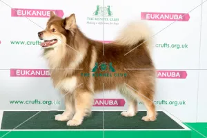 Crufts 2019 - Best of Breed / Pastoral