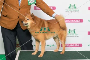 Best of Breed Winner FINNISH SPITZ
