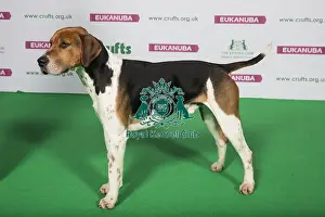Winners Prints: Best of Breed Winner FOX HOUND