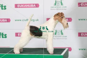 Best of Breed Winner FOX TERRIER (WIRE)