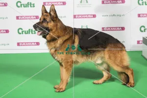 Crufts 2019 - Best of Breed / Pastoral