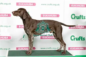 Best of Breed Winner GERMAN SHORTHAIRED POINTER