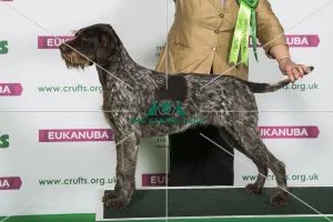 Best of Breed Winner GERMAN WIREHAIRED POINTER Best of Breed Winner GERMAN WIREHAIRED POINTER