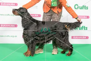 Best of Breed Winner GORDON SETTER
