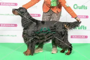 Best of Breed Winner GORDON SETTER