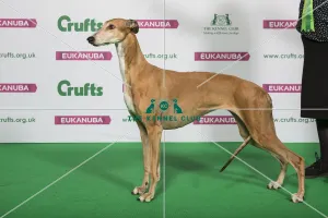 Best of Breed Winner GREYHOUND