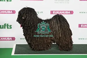 Pastoral Prints: Best of Breed Winner HUNGARIAN PULI