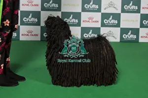 Hungarian Puli Prints: Best of Breed winner Hungarian Puli 2025