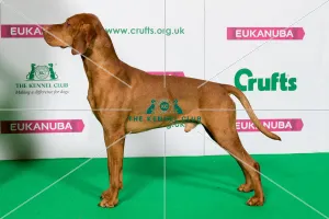 Best of Breed Winner HUNGARIAN VIZSLA