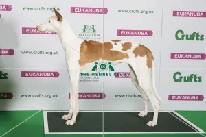 Best of Breed Winner IBIZAN HOUND