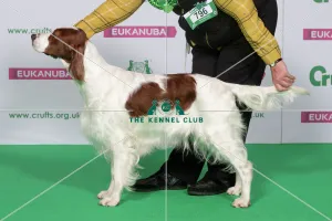 Best of Breed Winner IRISH RED & WHITE SETTER