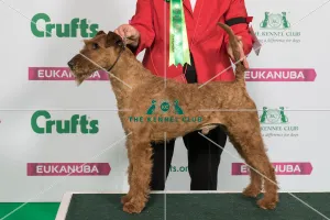 Best of Breed Winner IRISH TERRIER
