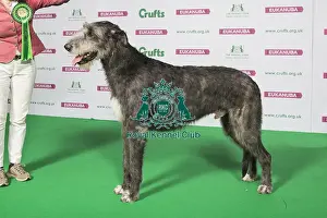 Hound Prints: Best of Breed Winner IRISH WOLFHOUND