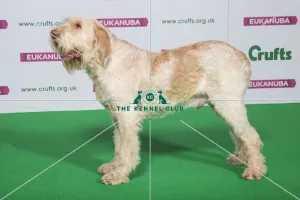 Best of Breed Winner ITALIAN SPINONE