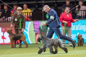 Best of Breed Winner KERRY BLUE TERRIER