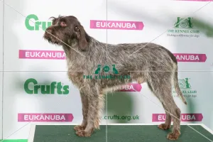 Best of Breed Winner KORTHALS GRIFFON