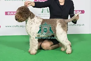 Gundog Prints: Best of Breed Winner LAGOTTO ROMAGNOLO