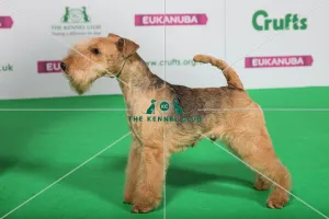 Best of Breed Winner LAKELAND TERRIER