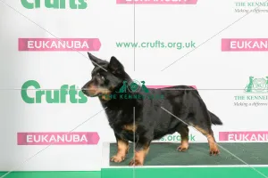 Best of Breed Winner LANCASHIRE HEELER