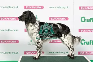 Best of Breed Winner LARGE MUNSTERLANDER