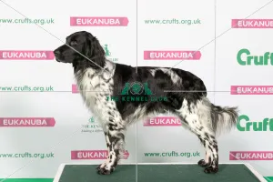 Best of Breed Winner LARGE MUNSTERLANDER