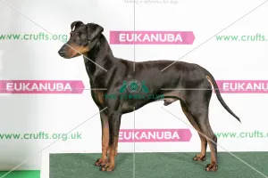Best of Breed Winner MANCHESTER TERRIER
