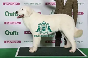 Pastoral Prints: Best of Breed Winner MAREMMA SHEEPDOG