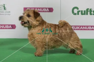 Best of Breed Winner NORFOLK TERRIER