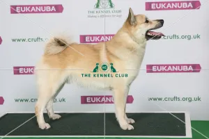 Crufts 2019 - Best of Breed / Pastoral