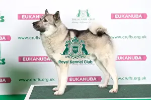 Hound Prints: Best of Breed Winner NORWEGIAN ELKHOUND