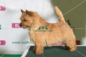 Best of Breed Winner NORWICH TERRIER