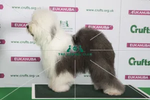 Best of Breed Winner OLD ENGLISH SHEEPDOG