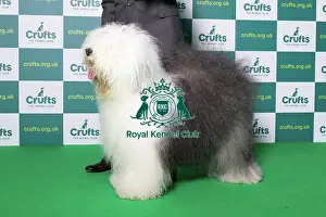 Standing Prints: Best of Breed Winner Old English Sheepdog Crufts 2022
