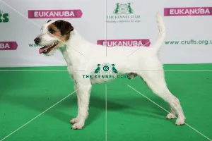Best of Breed Winner PARSON RUSSELL TERRIER