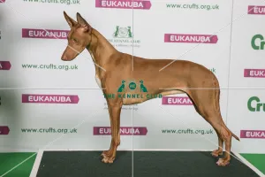 Best of Breed Winner PHARAOH HOUND